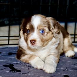 Golden Retriever and Miniature Australian Shepherd Puppies from Raised Right Pups