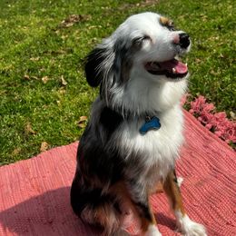 Izzy - Miniature Australian Shepherd