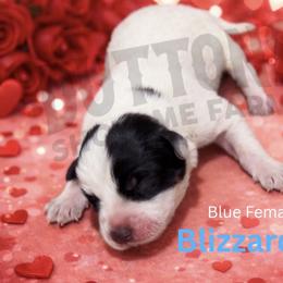 Blizzard - Blue mottled female Australian Cattle Dog puppy in Oronogo, Missouri from Dutton's Show Me Farms