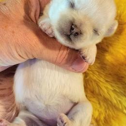 Lacey - Cream female Chihuahua puppy in Gerald, Missouri from OutLaw Chihuahua's