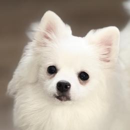 Chihuahuas, Pomeranians, and Poodles from Ladybug Chihuahuas