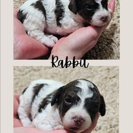 Rabbit - Chocolate male Cavapoo puppy in Newdale, Idaho from Canyon Creek Puppies