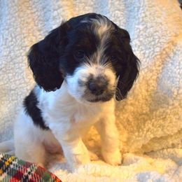 Goldendoodle Puppies from BB Doodles