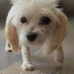 Milda - White female Havanese puppy in Neosho, Missouri from Pups on the Ridge