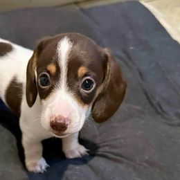 Dachshunds from Ein Dachshund