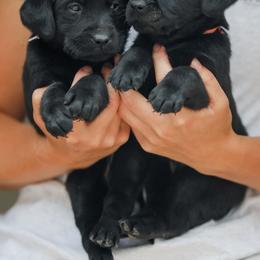Labrador Retriever Puppies from Mid-Columbia Labradors