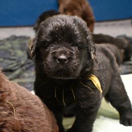 Newfoundland puppies from Meriwether Newfoundlands