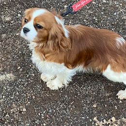 Kit - Cavalier King Charles Spaniel