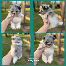 Blue Merle Parti - Blue merle male Pomeranian puppy in Harrah, Oklahoma from Sunshines Pomeranians & Cavapoos