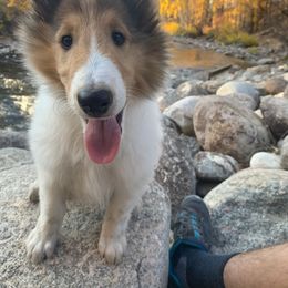 Collie Puppies from High Altitude Collies