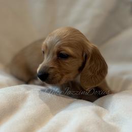 Girl - Cream female Dachshund puppy in Chehalis, Washington from McJazzin Doxies