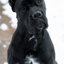 Cane Corso Puppies from Redhawke Cane Corso