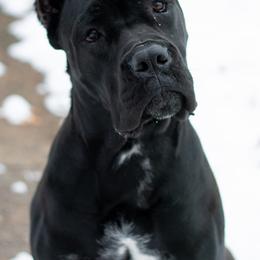Cane Corso Puppies from Redhawke Cane Corso