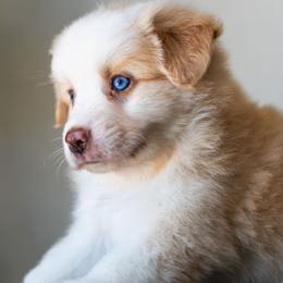 John B. - Red & white male Miniature American Shepherd puppy in Tonopah, Arizona from King's Miniature American Shepherds