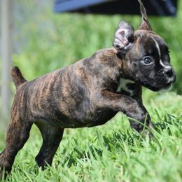 Lily - Brindle female Boxer puppy in Humboldt, Nebraska from Keims Royal Boxers