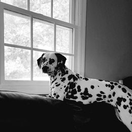 Nova - Dalmatian