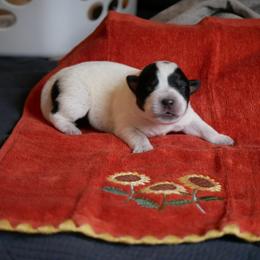 B1 - Blue male Australian Cattle Dog puppy in Buffalo Valley, Tennessee from Buffalo Valley Breeders
