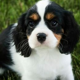 Cavalier King Charles Spaniel Puppies from Happily Ever After Cavaliers