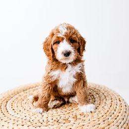 Goldendoodle Puppies from Ritzy Creek Doodles
