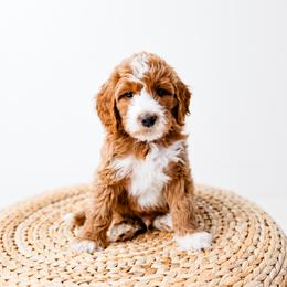 Goldendoodle Puppies from Ritzy Creek Doodles