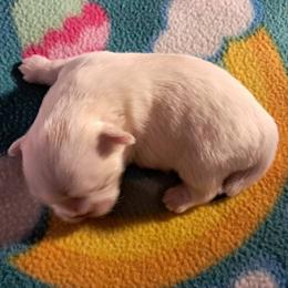 Girl 2 - female Shih Tzu puppy in Silver Springs, Nevada from Meadowlyn's Dream Shih Tzu