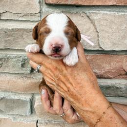 Naomi - Red female Bernedoodle puppy in Weston, Idaho from Berne n Doodles