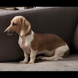 Maya - Dachshund