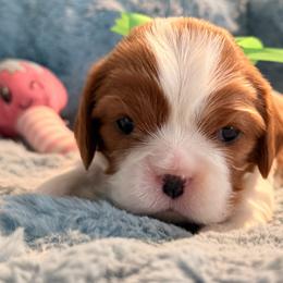 (green ribbon) - Blenheim female Cavalier King Charles Spaniel puppy in Albany, Georgia from Legend Cavaliers