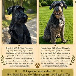 Schnoodle puppies from Gunnie Luv, LLC