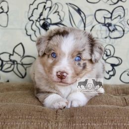Spike - Red merle male Australian Shepherd puppy in Elkhart, Texas from Donaldson Dogz