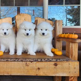 Samoyed Puppies from Happy Valley Sammies