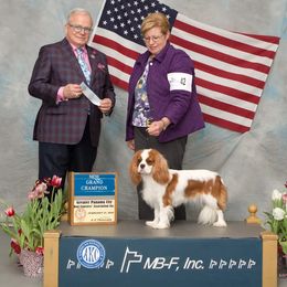Cavalier King Charles Spaniel All Grown Up from Evera True Spaniels by Michele True