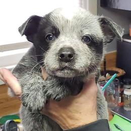Full mask male - Blue speckled male Australian Cattle Dog puppy in Lenoir, North Carolina from Blue Coyote Ranch