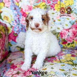 Yankee - male Bernedoodle puppy in Clinton, Oklahoma from Golden Paws Fur Babies