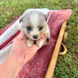Boy 2 - Blue merle male Toy Australian Shepherd puppy in Puryear, Tennessee from A&W Toy Aussies