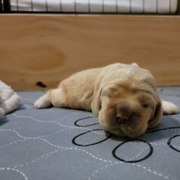 Cocker Spaniel Puppies from Kellie's Cocker Spaniels