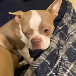 Rey - Boston Terrier