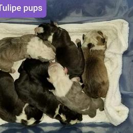 American Pit Bull Terrier Puppies from BlueRose Kennel