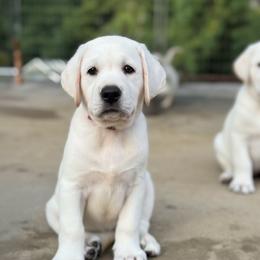 Vienna Rose - Yellow female Labrador Retriever puppy in Eugene, Oregon from McKenzie Reign Labradors