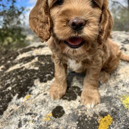 Goldendoodle Puppies from Goldendoodle Country