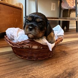 Cavalier King Charles Spaniel and Cavapoo Puppies from Cavaliers of Windsor