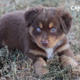 Chyna - Red tri female Miniature Australian Shepherd puppy in Garden Plain, Kansas from Krazy K Aussies