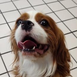 Leo - Cavalier King Charles Spaniel