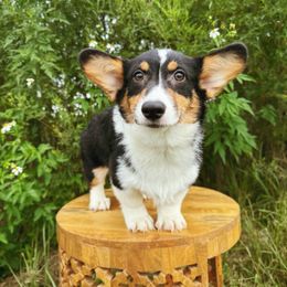 Amelia - Black and white female American Corgi puppy in Inverness, Florida from Canaan Farm Corgis