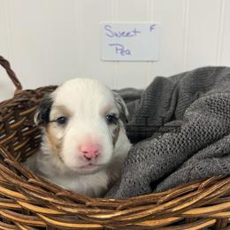 Sweet Pea - Blue merle female Miniature Australian Shepherd puppy in Mt Juliet, Tennessee from J&J Harmony Acres