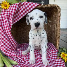 Beans - White and black female Dalmatian puppy in Tulsa, Oklahoma from White House Dals