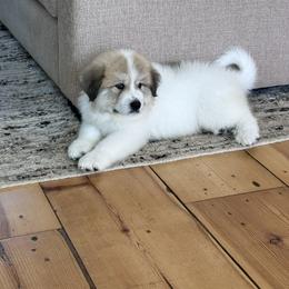 Great Pyrenees Puppies from McCarthy Ranchette LLC