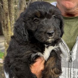 Cassidy - Black tri-color male Aussiedoodle puppy in Grove, Oklahoma from Dollface Aussies