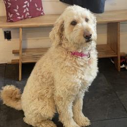 Lola - Goldendoodle