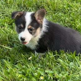 DONATELLO (DONNIE) - Black and tan male Pembroke Welsh Corgi puppy in Drain, Oregon from Sunnydale Corgis
